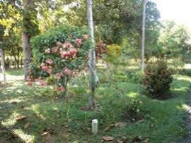 image 39