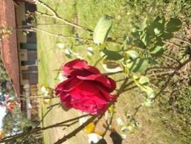 image 38