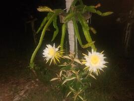 image 06