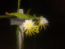 image 07