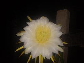 image 09