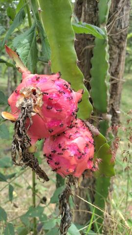 image 09