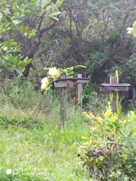 image 37
