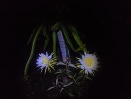 image 05