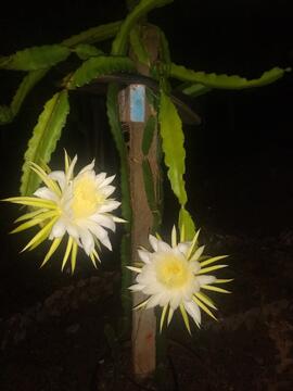 image 07
